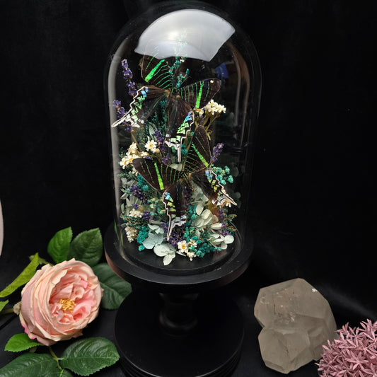 Finest Obituaries | Motten in Glasglocke "Urania Leilus"