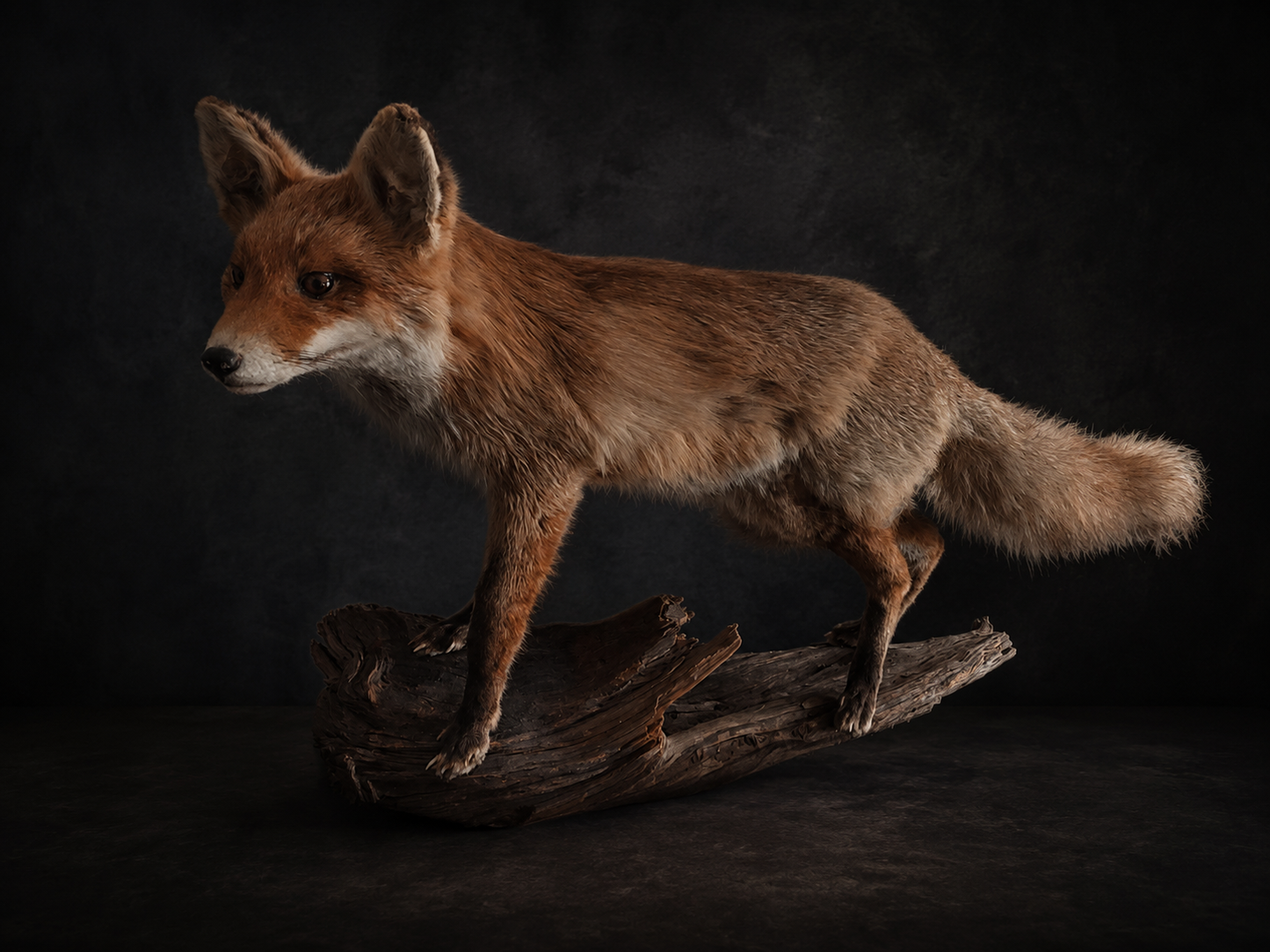 Finest Obituaries | Taxidermied Fox on Natural Wood
