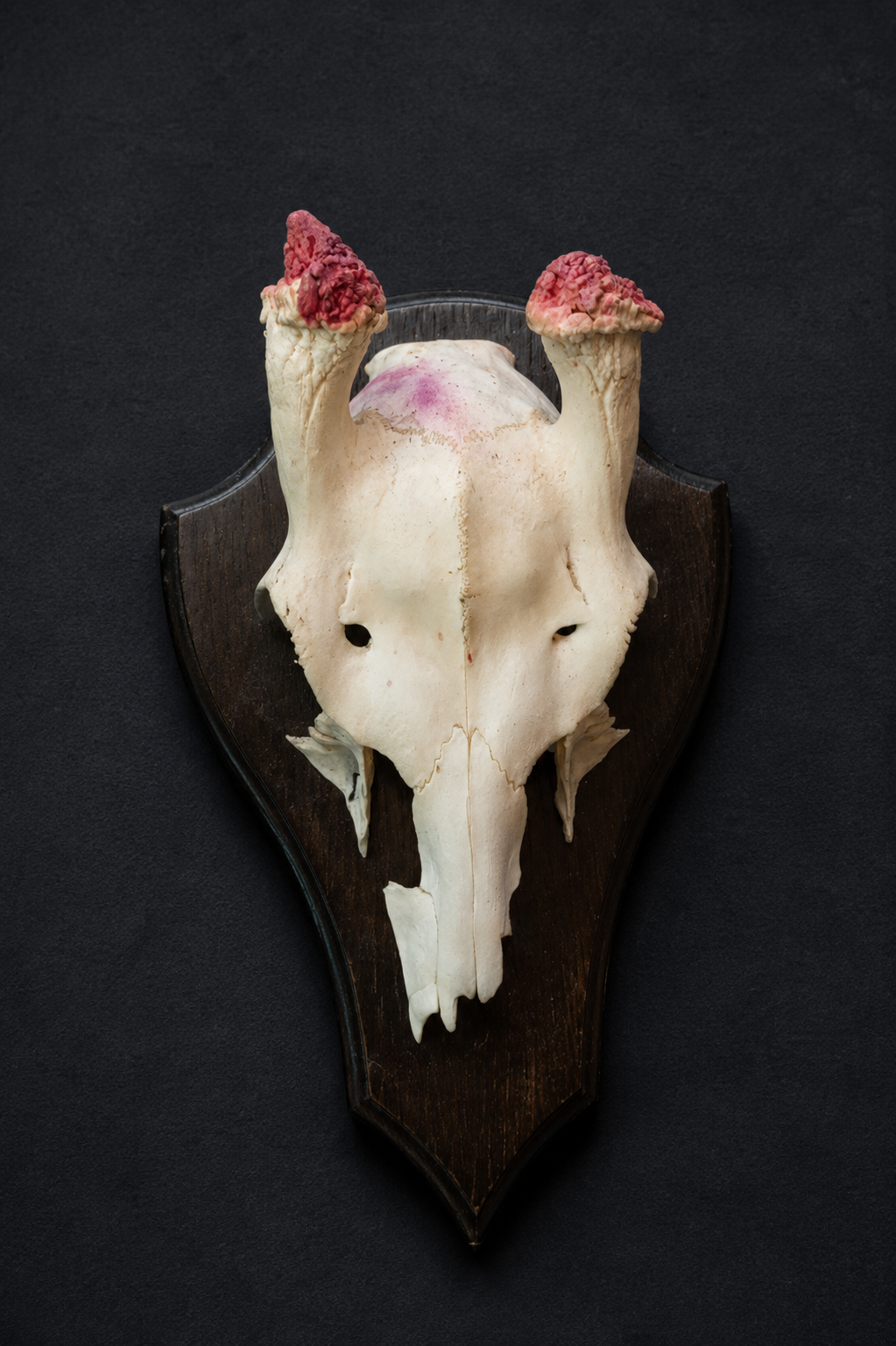 Finest Obituaries | Animal Skull on a Wooden Sign – with a Pink Color Flaw