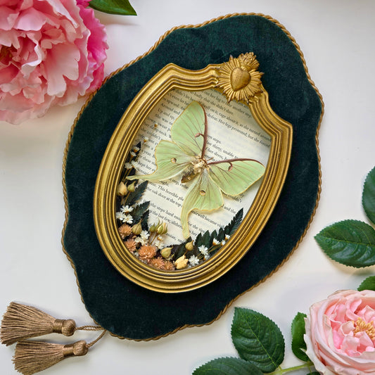 Präparierte Motte Actias luna als Insect Decor im ovalen Barockrahmen
Grüne Motte Actias luna in dekorativem Barockrahmen mit floralem Arrangement
Echte Luna-Motte Actias luna im Barockrahmen auf hochwertiger Samtplatte