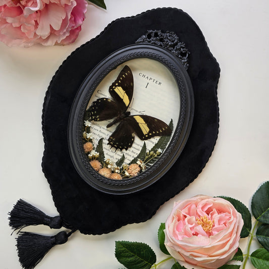 Schwarz-gelber Schmetterling Papilio aristeus im ovalen Barockrahmen
Präparierter Butterfly Papilio aristeus als Insect Decor im schwarzen Rahmen
Echter Papilio aristeus Schmetterling mit floralem Arrangement im Barockrahmen