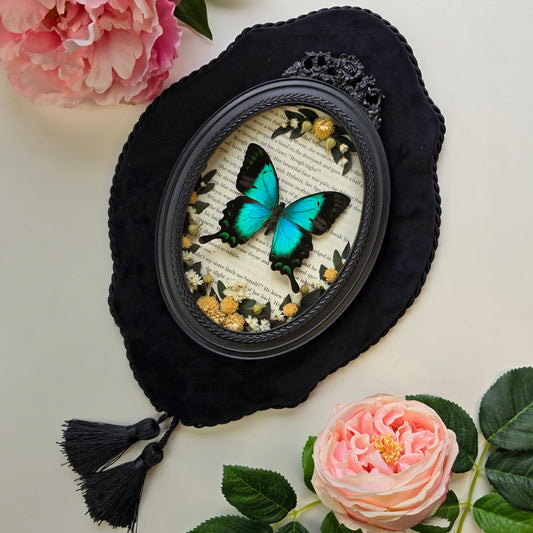 Türkisgrüner Schmetterling Papilio lorquinianus gelia im ovalen Barockrahmen
Präparierter Butterfly Papilio lorquinianus gelia als Insect Decor im schwarzen Rahmen
Echter Papilio lorquinianus gelia Schmetterling mit floralem Arrangement im Barockrahmen