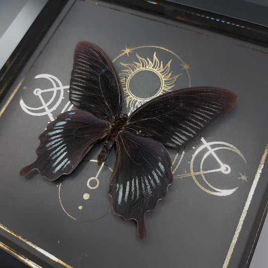 Finest Obituaries | Präparierter Schmetterling im Rahmen "Papilio Deiphobus"