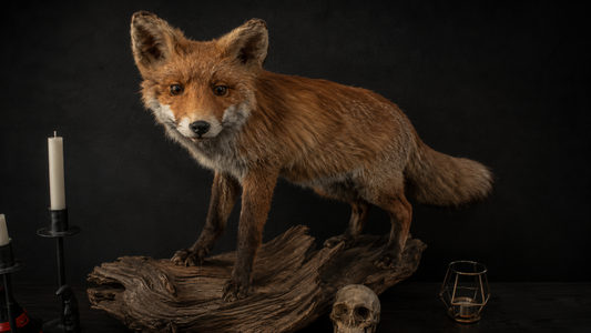 Finest Obituaries | Präparierter Fuchs auf Naturholz