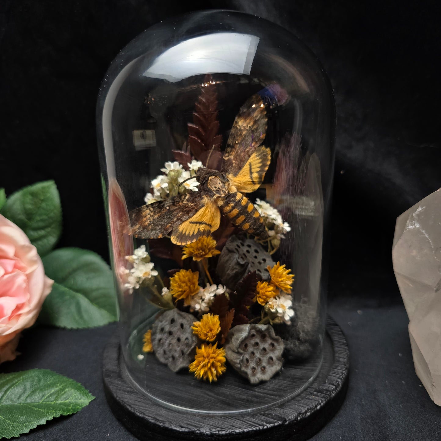Acherontia atropos death head moth specimen displayed in decorative glass dome with dried flowers