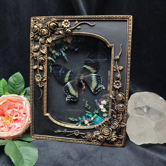 Alcides orontes moth specimen in ornate baroque frame with dried flowers