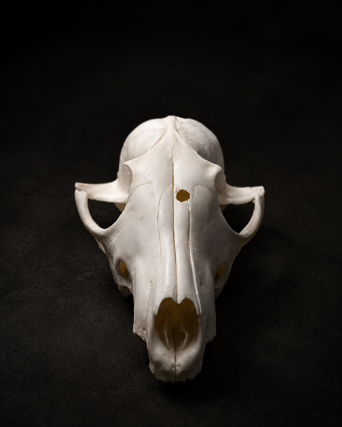 Finest Obituaries | Fox Skull – Upper Skull
