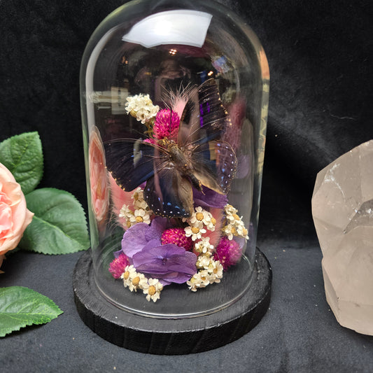 Charaxes numenes butterfly specimen displayed in decorative glass dome with dried flowers