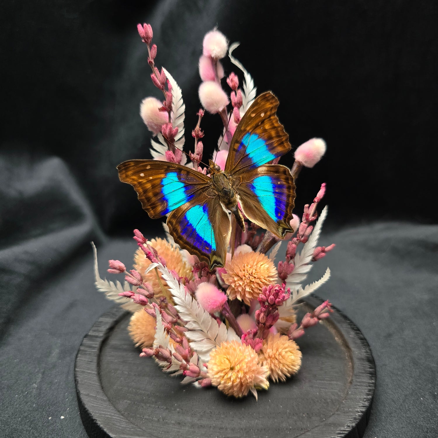 Doxocopa cherubina butterfly specimen displayed in decorative glass dome with dried flowers