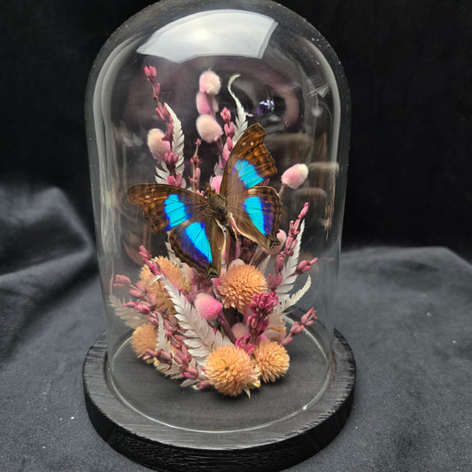 Doxocopa cherubina butterfly specimen displayed in decorative glass dome with dried flowers