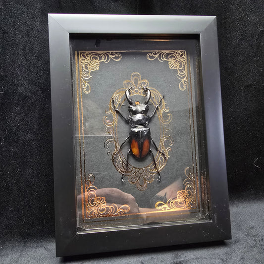 Präparierter Käfer Hexarthrius parryi paradoxus in schwarzem Rahmen mit handgearbeitetem ornamentalem Hintergrund im Gothic-Stil.