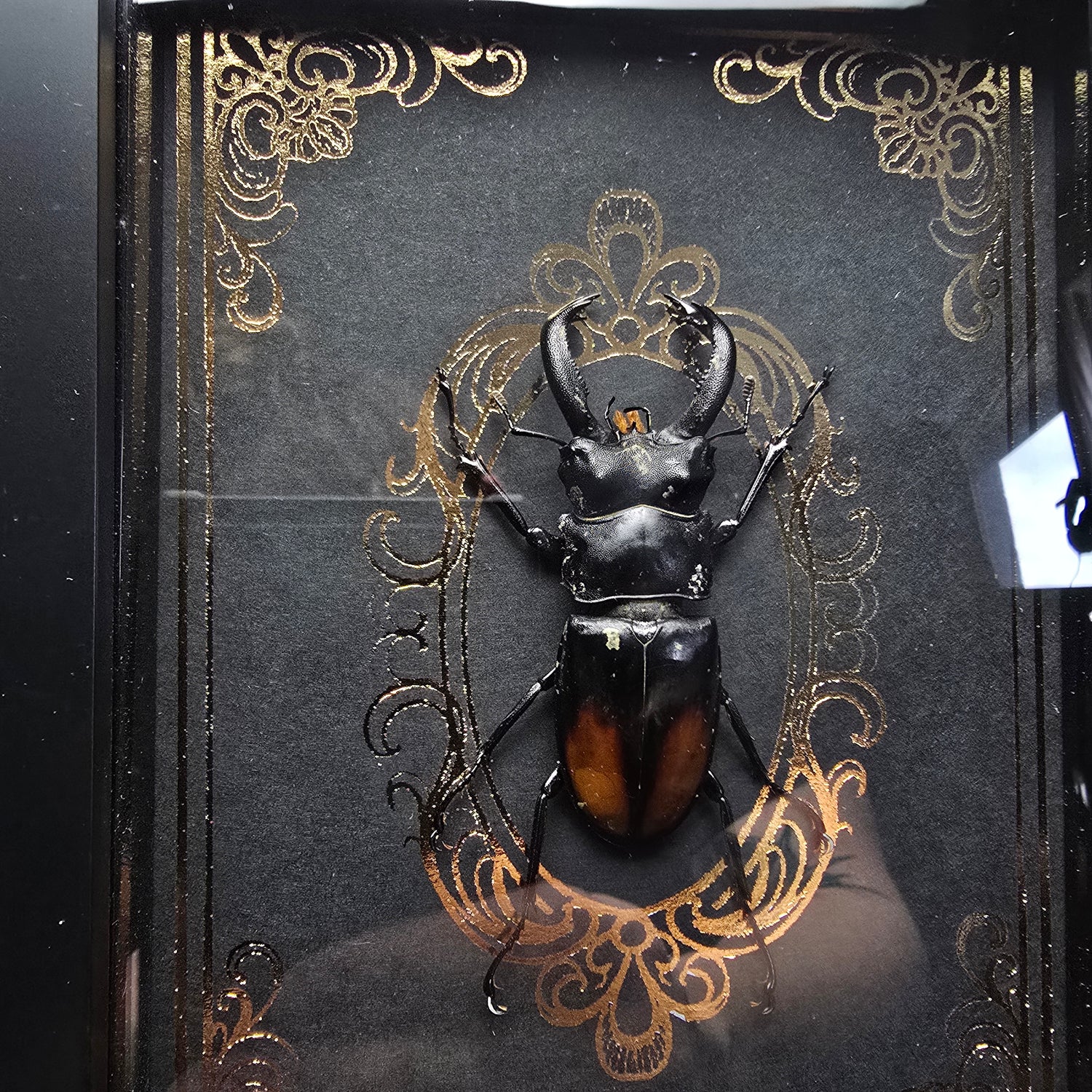 Detailaufnahme des präparierten Käfers Hexarthrius parryi paradoxus auf ornamentalem Hintergrund.