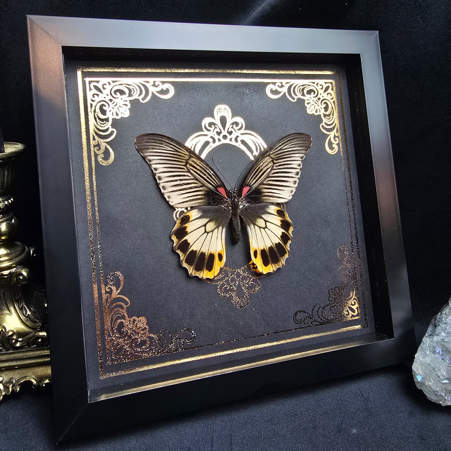 Finest Obituaries | Präparierter Schmetterling Papilio memnon in schwarzem Rahmen mit ornamentalem Hintergrund im Gothic-Stil.