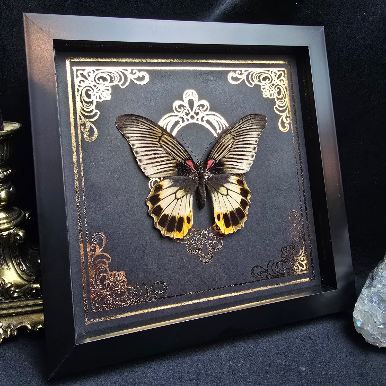 Finest Obituaries | Präparierter Schmetterling Papilio memnon in schwarzem Rahmen mit ornamentalem Hintergrund im Gothic-Stil.