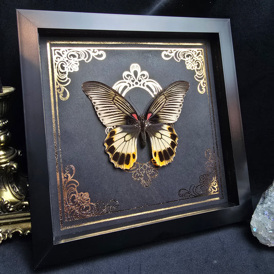 Finest Obituaries | Präparierter Schmetterling Papilio memnon in schwarzem Rahmen mit ornamentalem Hintergrund im Gothic-Stil.