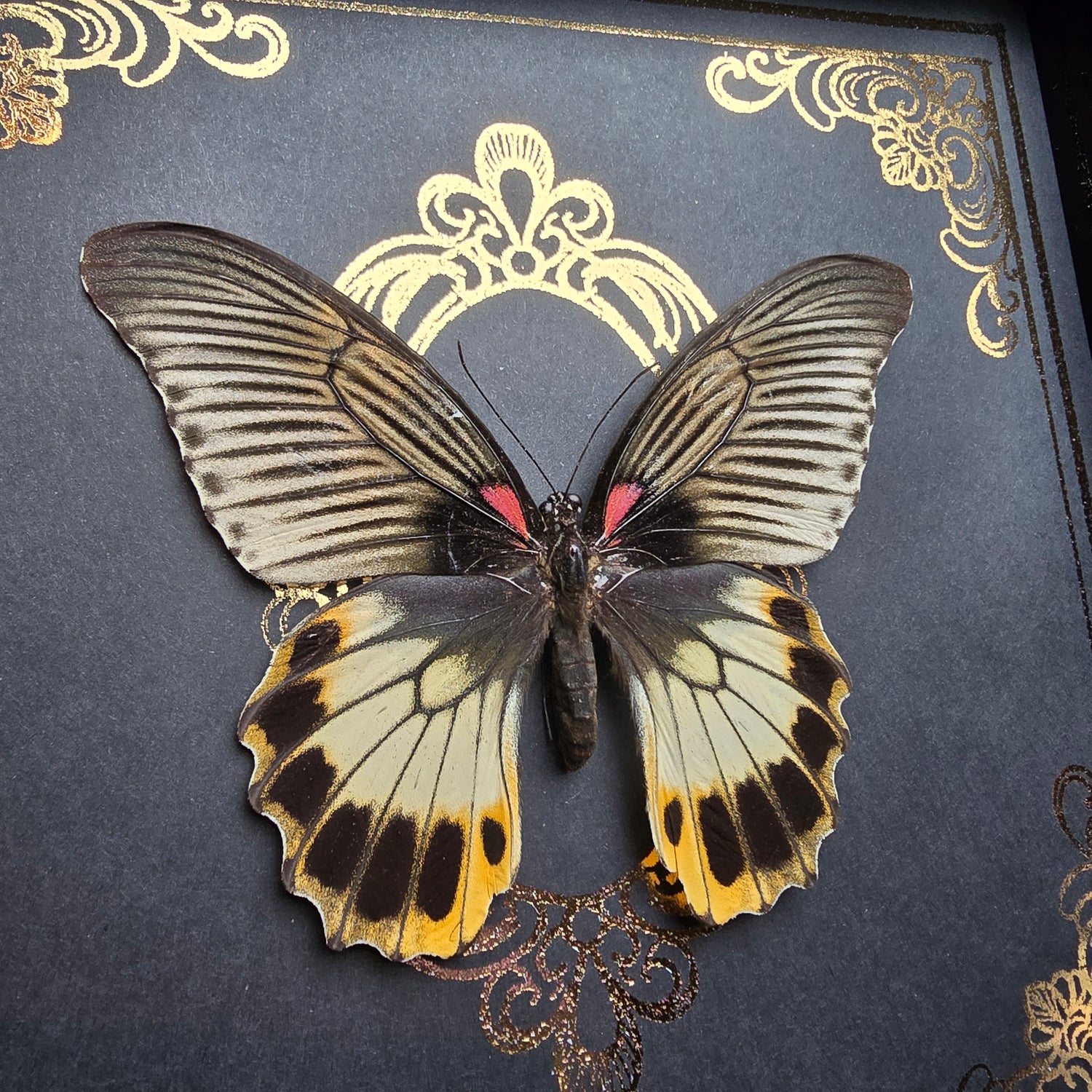 Finest Obituaries | Präparierter Schmetterling Papilio memnon in schwarzem Rahmen mit ornamentalem Hintergrund im Gothic-Stil.