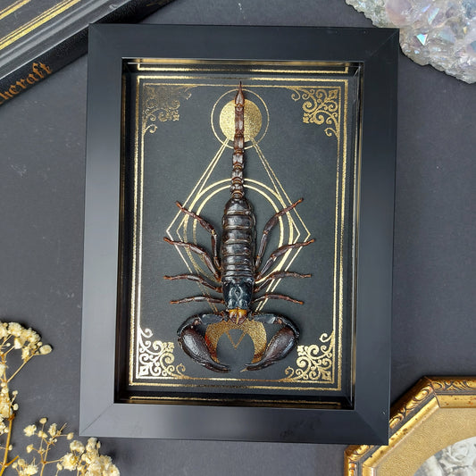 Finest Obituaries |Präparierter Skorpion Heterometrus cyaneus in schwarzem Rahmen mit goldfarbenem, handgearbeitetem Hintergrund im Gothic-Stil