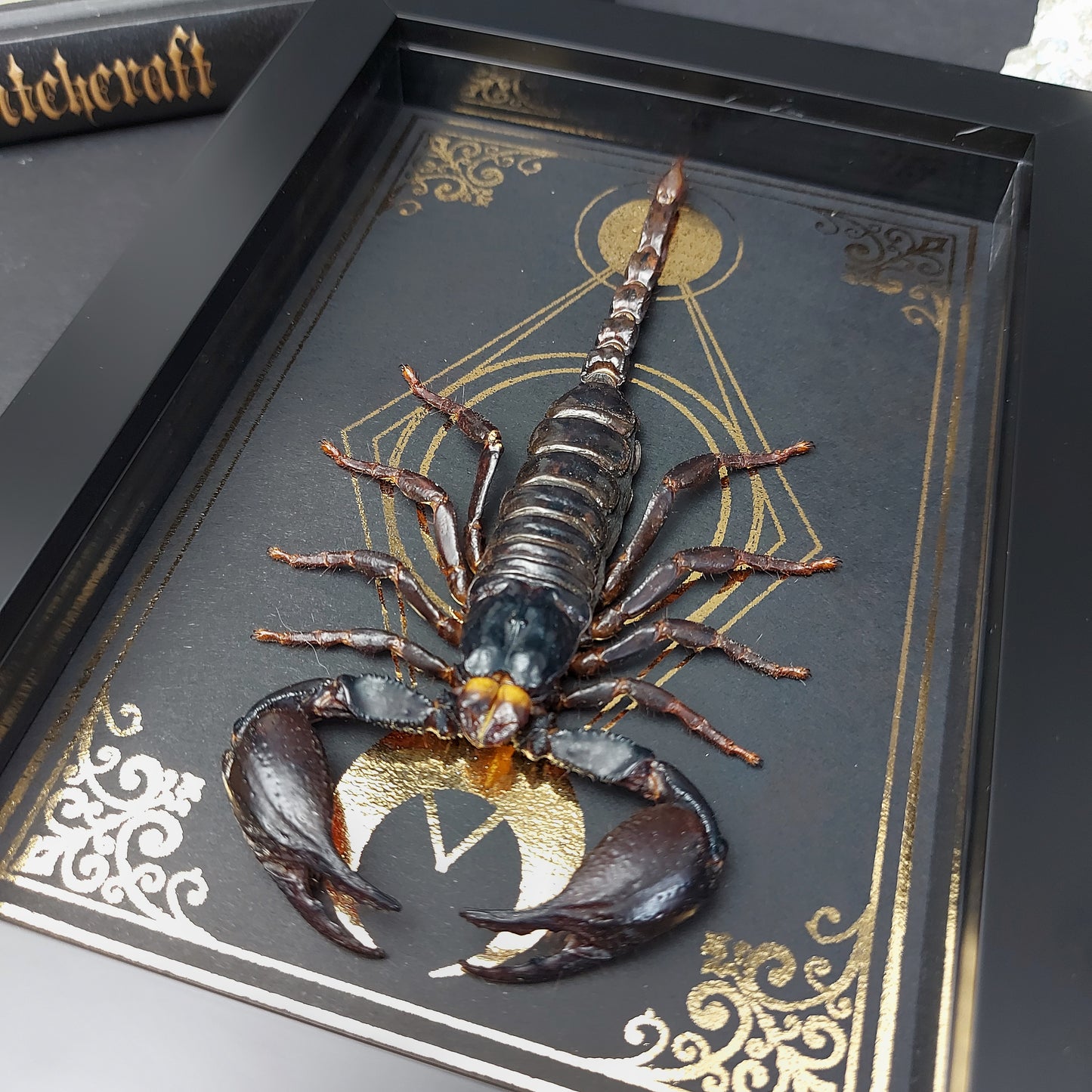 Finest Obituaries | Präparierter Skorpion Heterometrus cyaneus in schwarzem Rahmen mit goldfarbenem, handgearbeitetem Hintergrund im Gothic-Stil.