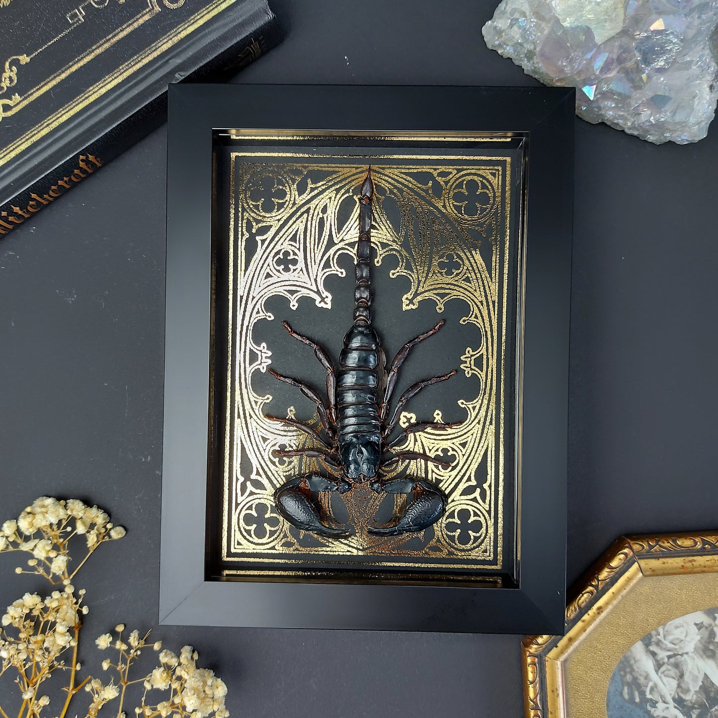 Finest Obituaries | Präparierter Skorpion Heterometrus cyaneus in schwarzem Rahmen mit goldfarbenem, handgearbeitetem Hintergrund im Gothic-Stil.