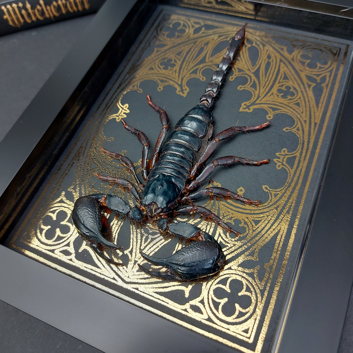 Finest Obituaries | Präparierter Skorpion Heterometrus cyaneus in schwarzem Rahmen mit goldfarbenem, handgearbeitetem Hintergrund im Gothic-Stil.