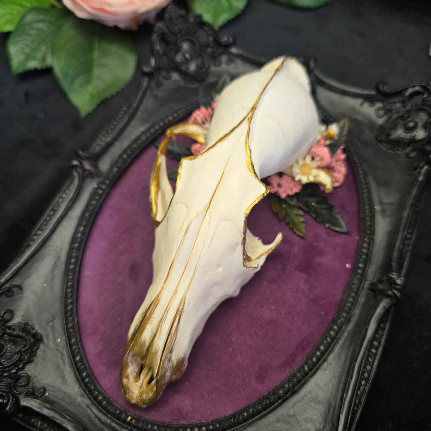 Fuchsschädel im verzierten schwarzen Barockrahmen auf lila Samt