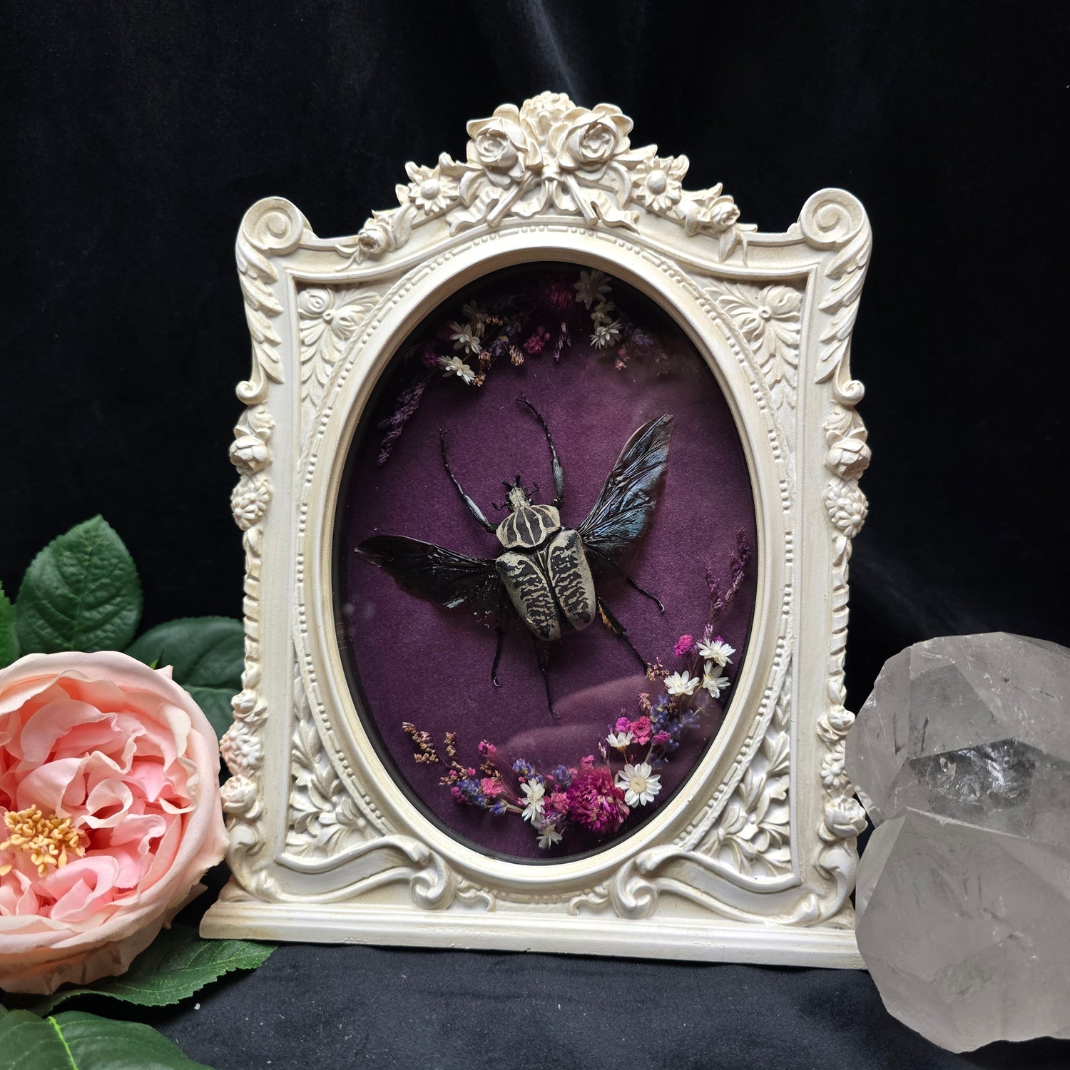 Goliathus orientalis beetle specimen in ornate baroque frame with dried flowers