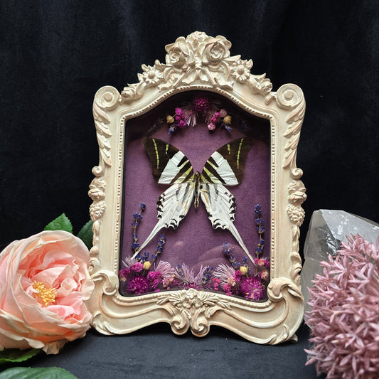 Graphium androcles butterfly specimen in ornate baroque frame with dried flowers