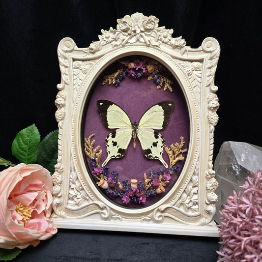 Graphium dardanus meriones butterfly specimen in ornate baroque frame with dried flowers