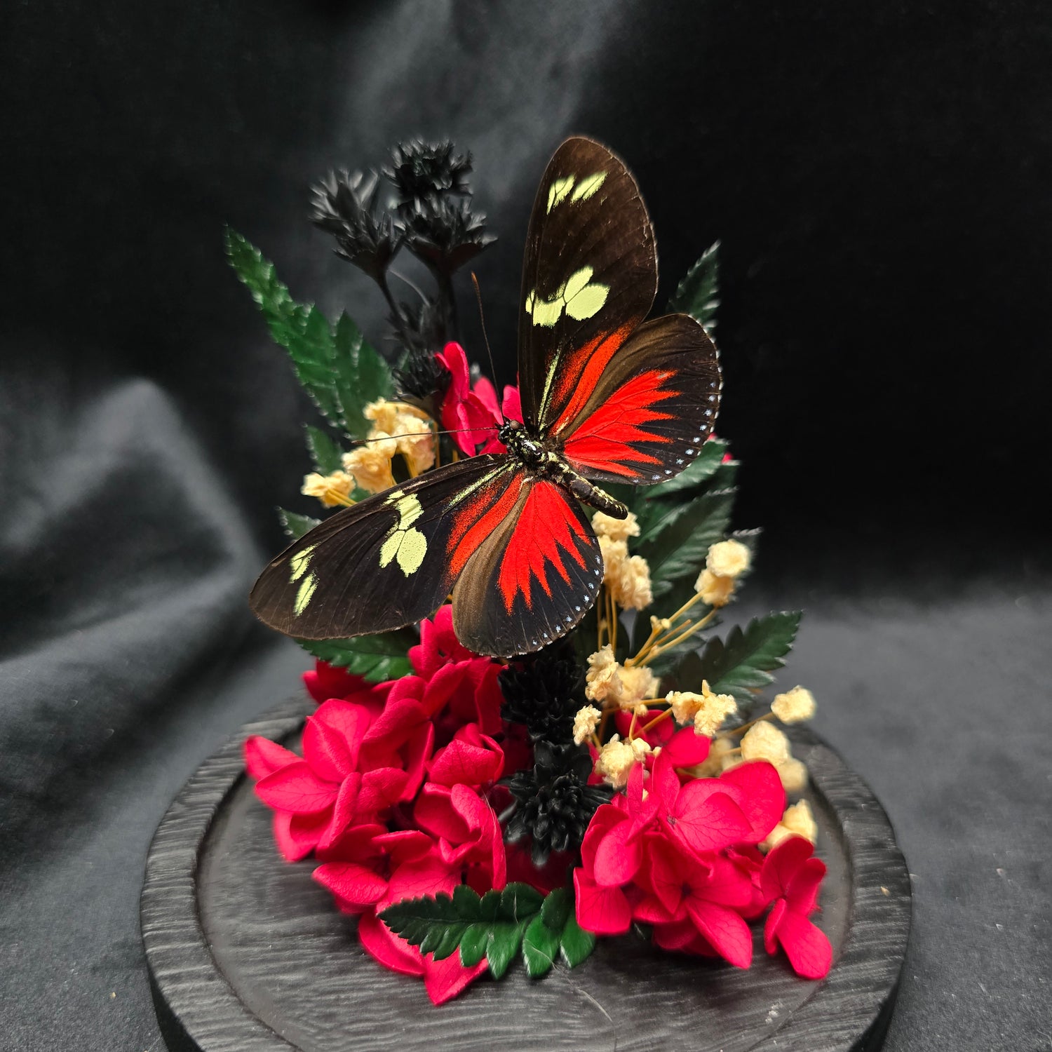 Heliconius doris eratonis butterfly specimen displayed in decorative glass dome with dried flowers
