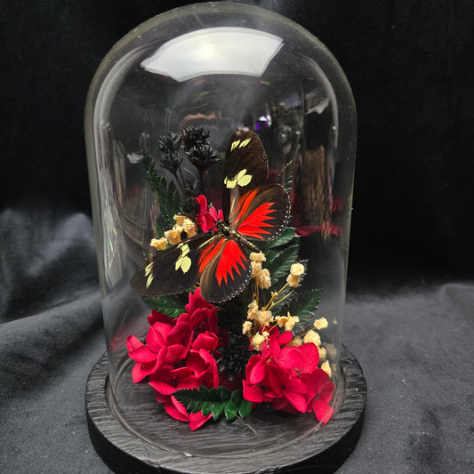 Heliconius doris eratonis butterfly specimen displayed in decorative glass dome with dried flowers