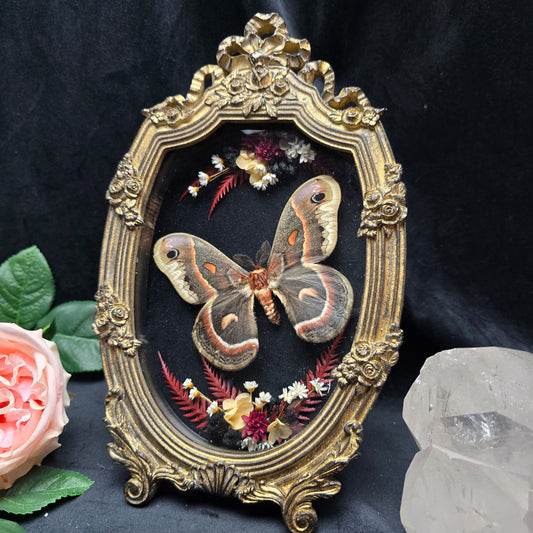 Hyalophora cecropia moth specimen in ornate baroque frame with dried flowers