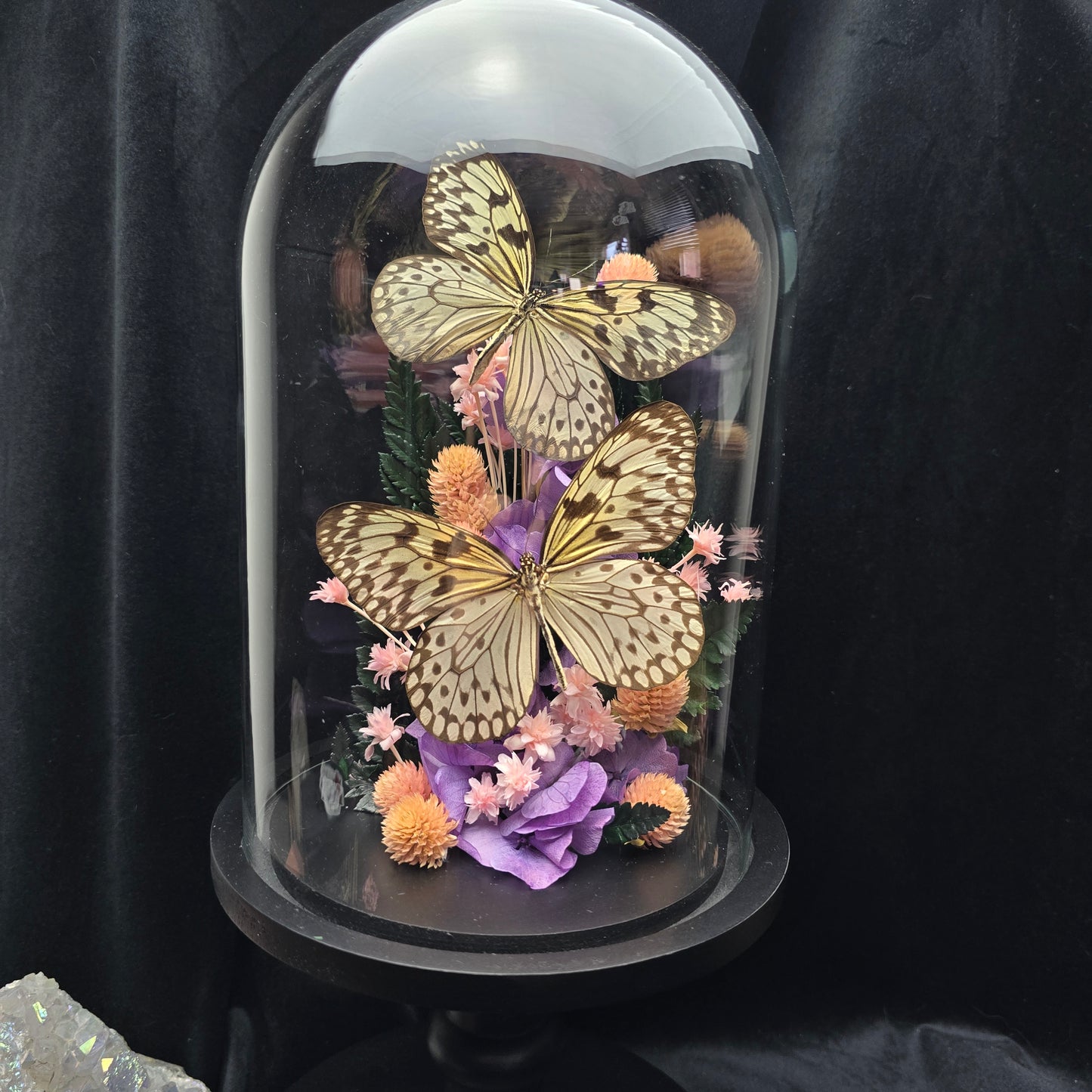 Idea durvillei butterfly specimens displayed in decorative glass dome with dried flowers