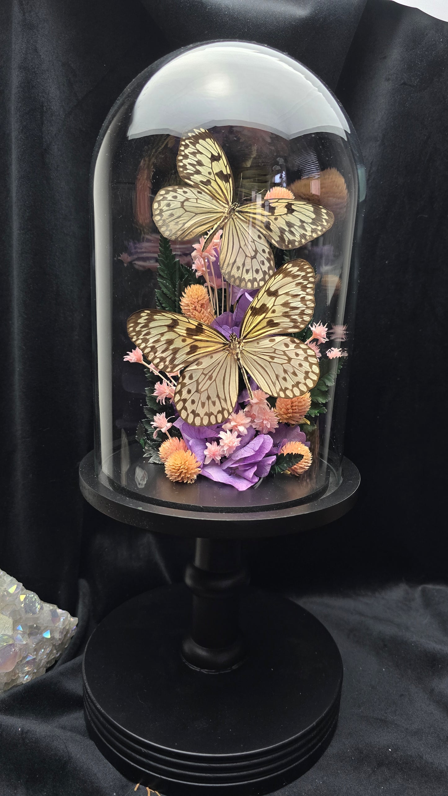 Idea durvillei butterfly specimens displayed in decorative glass dome with dried flowers