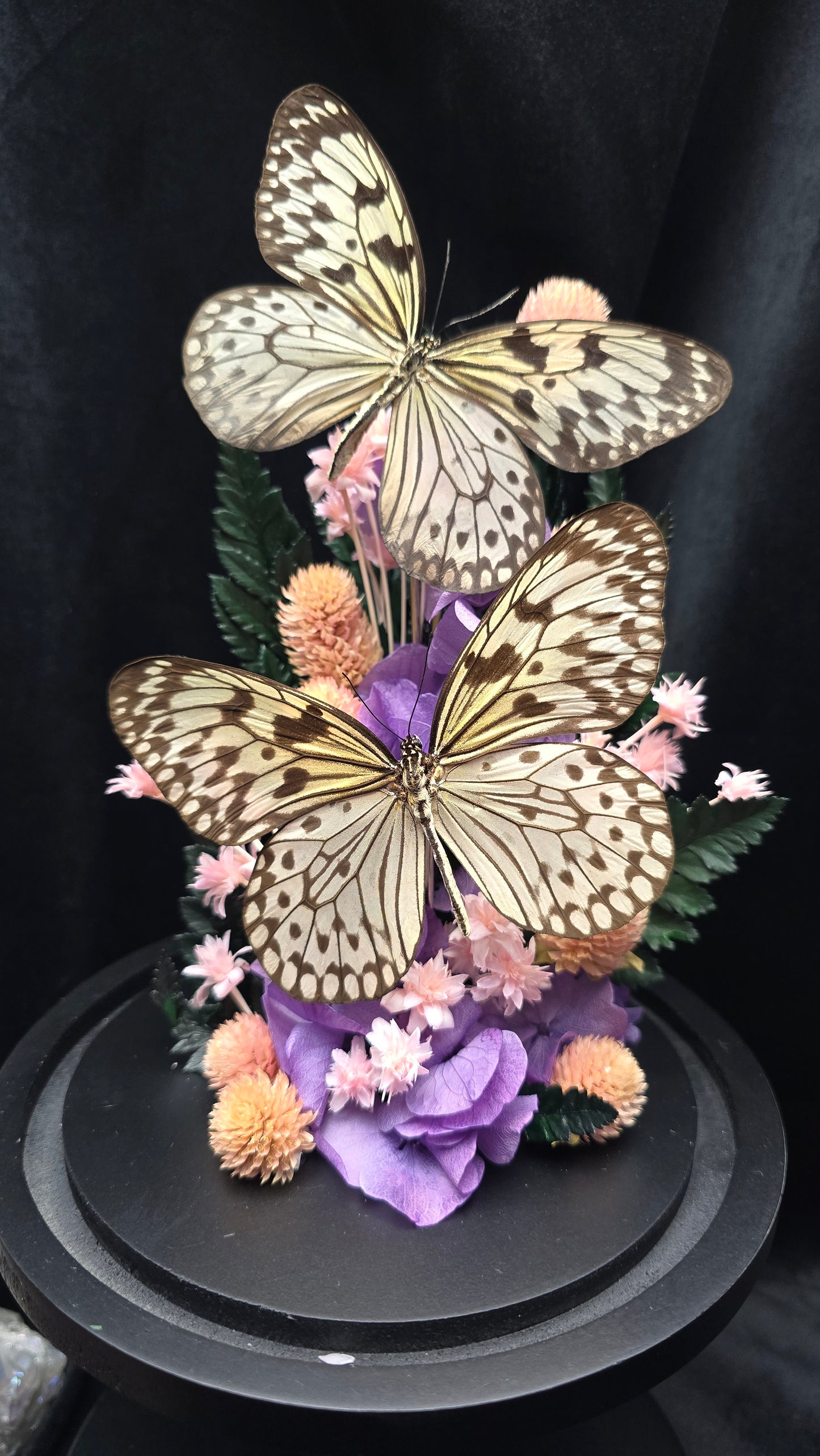 Idea durvillei butterfly specimens displayed in decorative glass dome with dried flowers