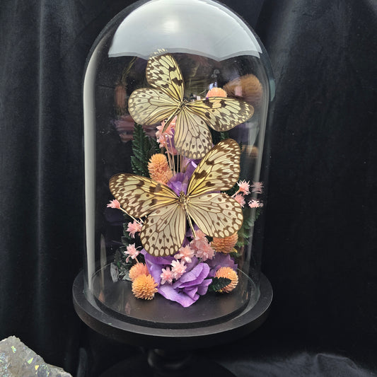 Idea durvillei butterfly specimens displayed in decorative glass dome with dried flowers