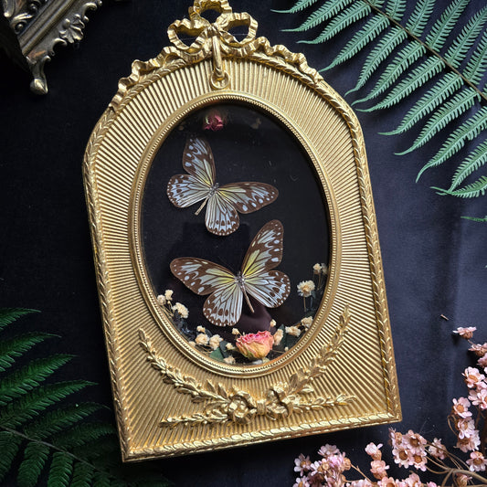 Ideopsis gaura anapina butterfly specimens in ornate baroque frame with dried flowers