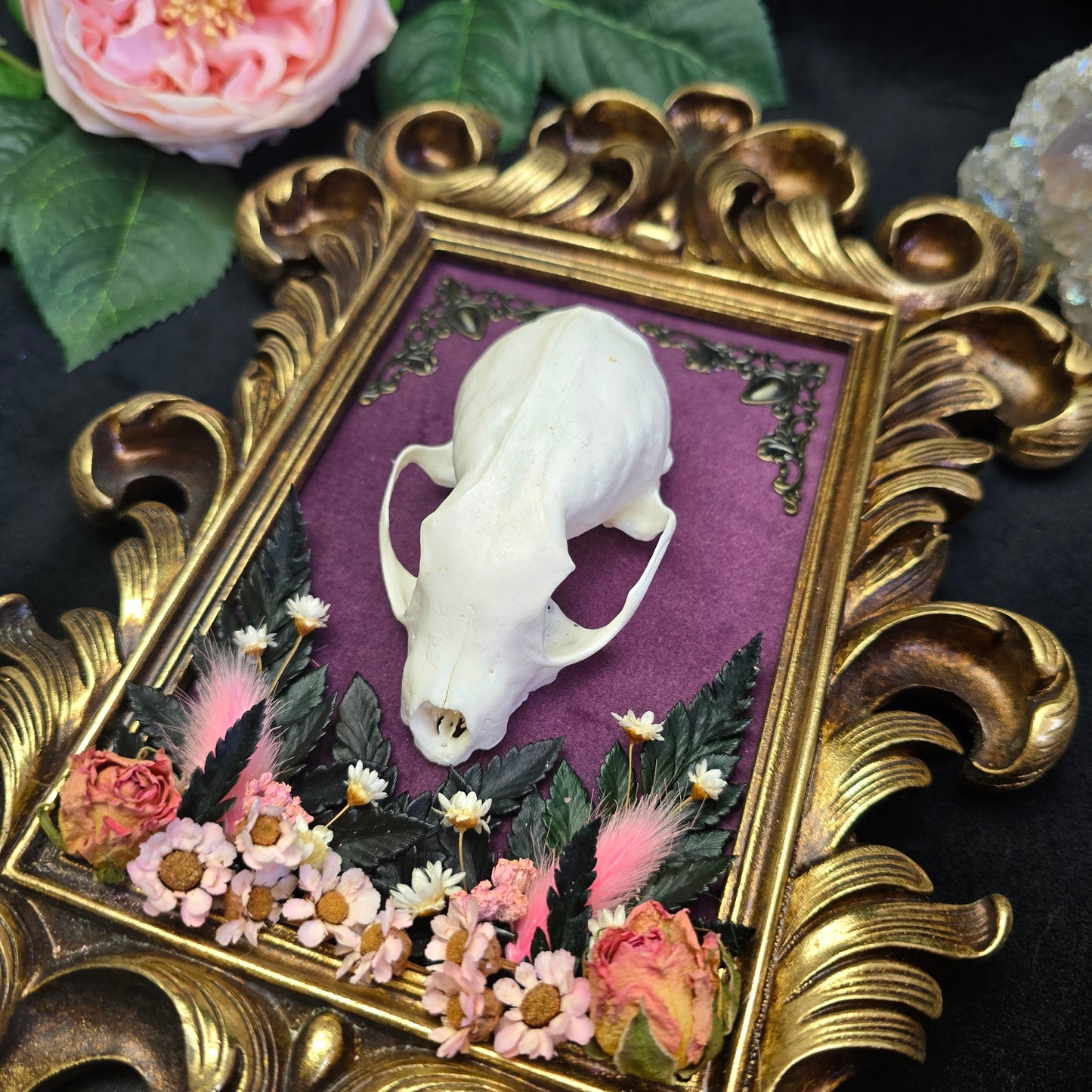 Marderschädel im verzierten goldenen Barockrahmen auf lila Samt