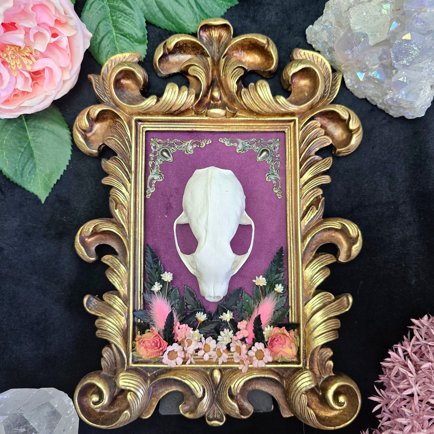 Echter Marderschädel im goldfarbenen Barockrahmen mit lila Samthintergrund und floralen Details