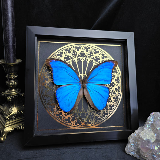 Finest Obituaries | Präparierter blauer Morpho Didius Schmetterling im eleganten schwarzen Rahmen mit goldenem Hintergrund 20x20 cm