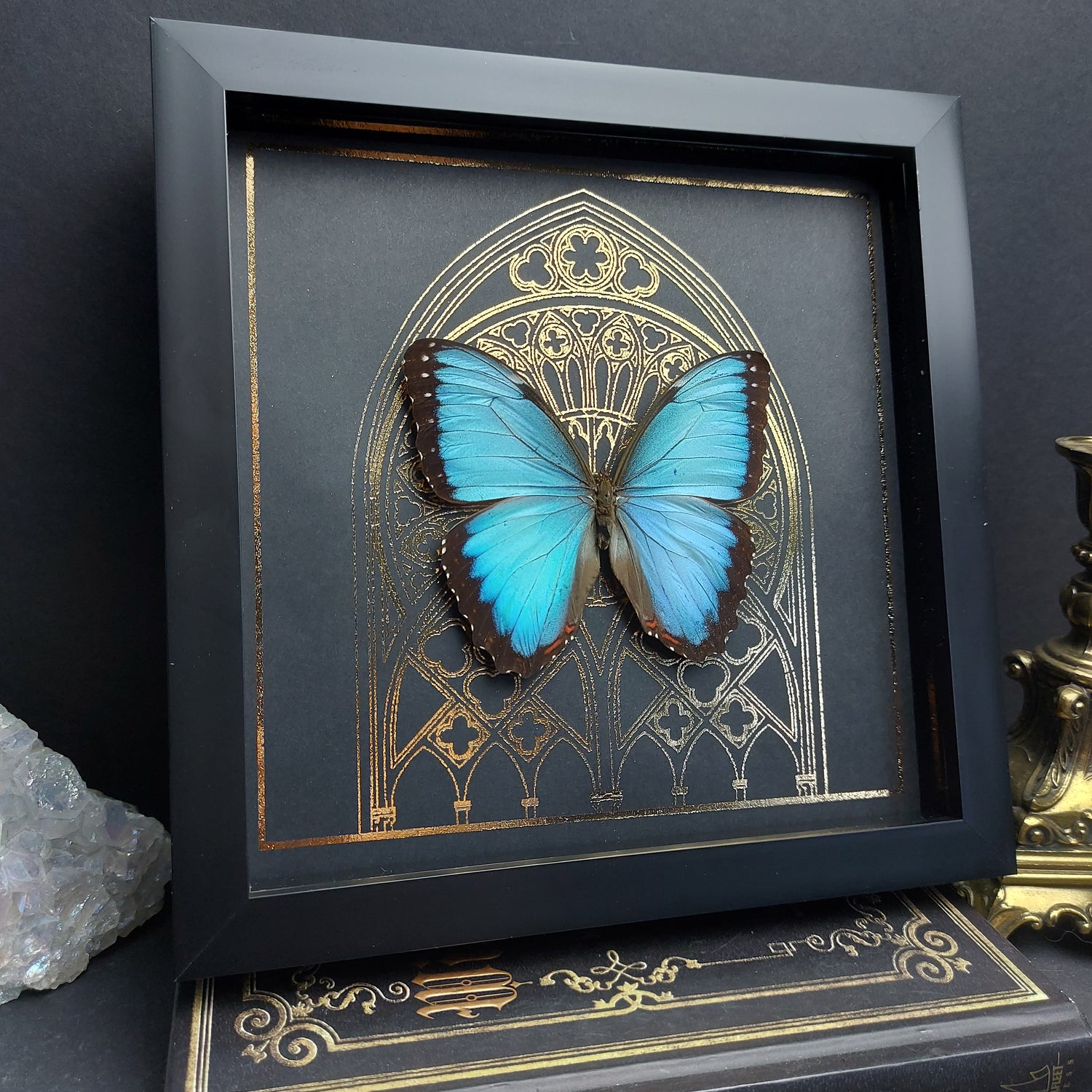 Präparierter Morpho Helenor Carillensis Schmetterling im Rahmen mit leuchtend blauen Flügeln und goldenem Muster