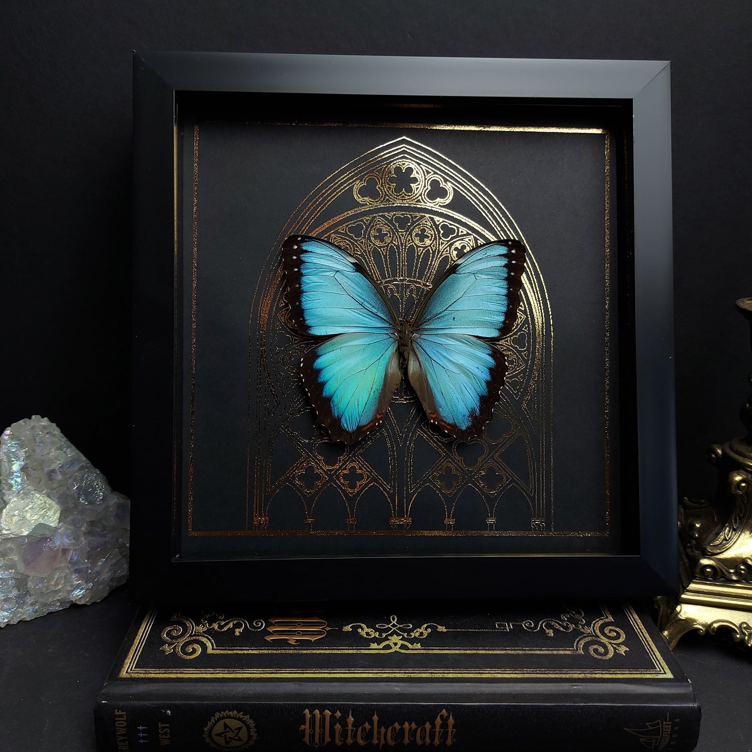 Echter Morpho Helenor Schmetterling als Präparat im schwarzen Rahmen mit Glas und dekorativem Hintergrund