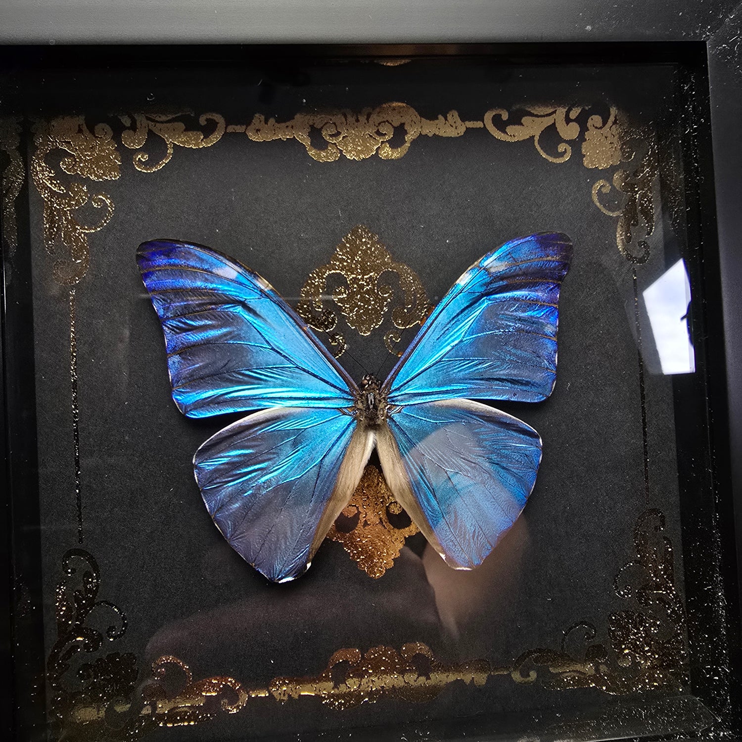 Echter Morpho Marcus Schmetterling als Präparat im schwarzen Rahmen mit Glas und dekorativem Muster