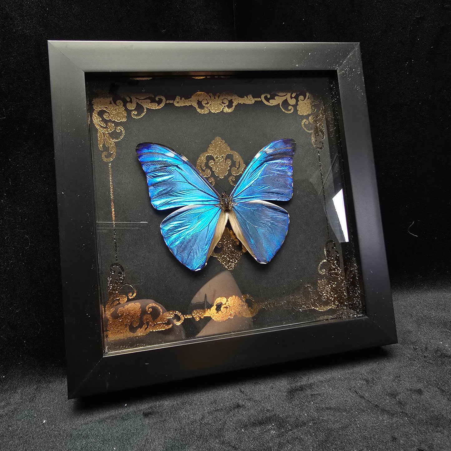 Präparierter Morpho Marcus Schmetterling im Rahmen mit leuchtend blauen Flügeln und goldenem Hintergrund 17,5x17,5 cm