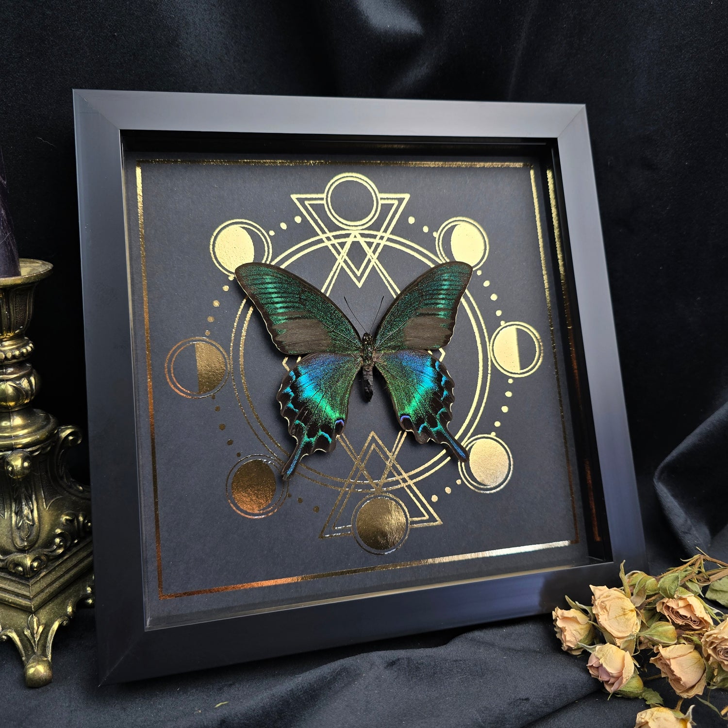 Finest Obituaries | Präparierter Papilio Maackii Schmetterling im Rahmen mit grün schimmernden Flügeln und goldenem Hintergrund 20x20 cm