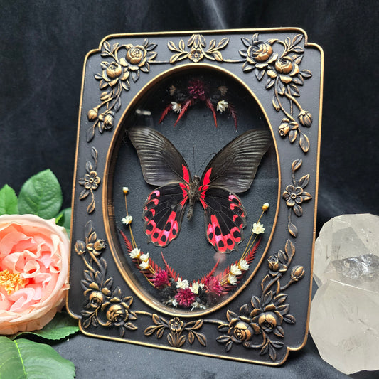 Papilio rumanzovia butterfly specimen in ornate baroque frame with dried flowers