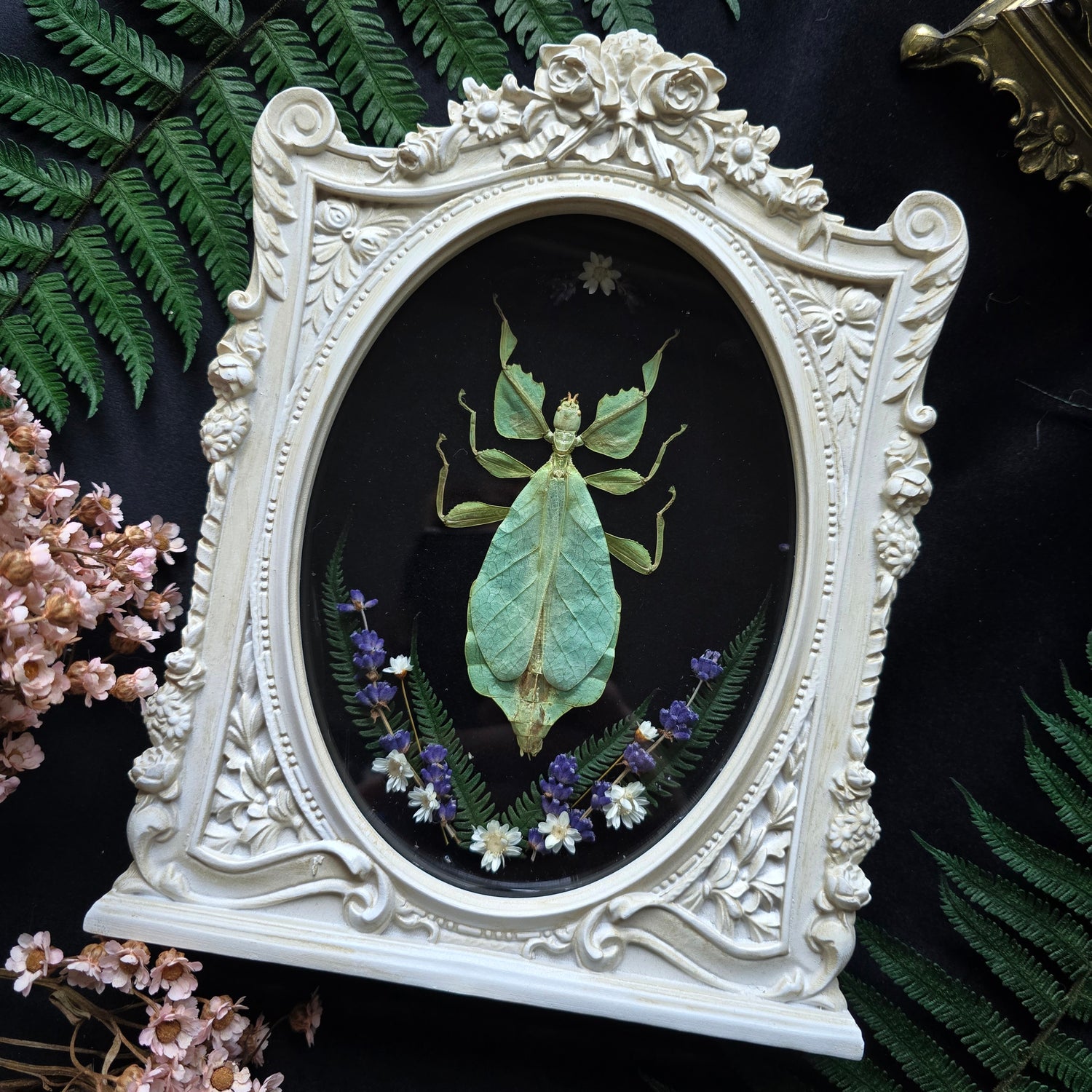 Phyllium pulchrifolium leaf insect specimen in ornate baroque frame with dried flowers