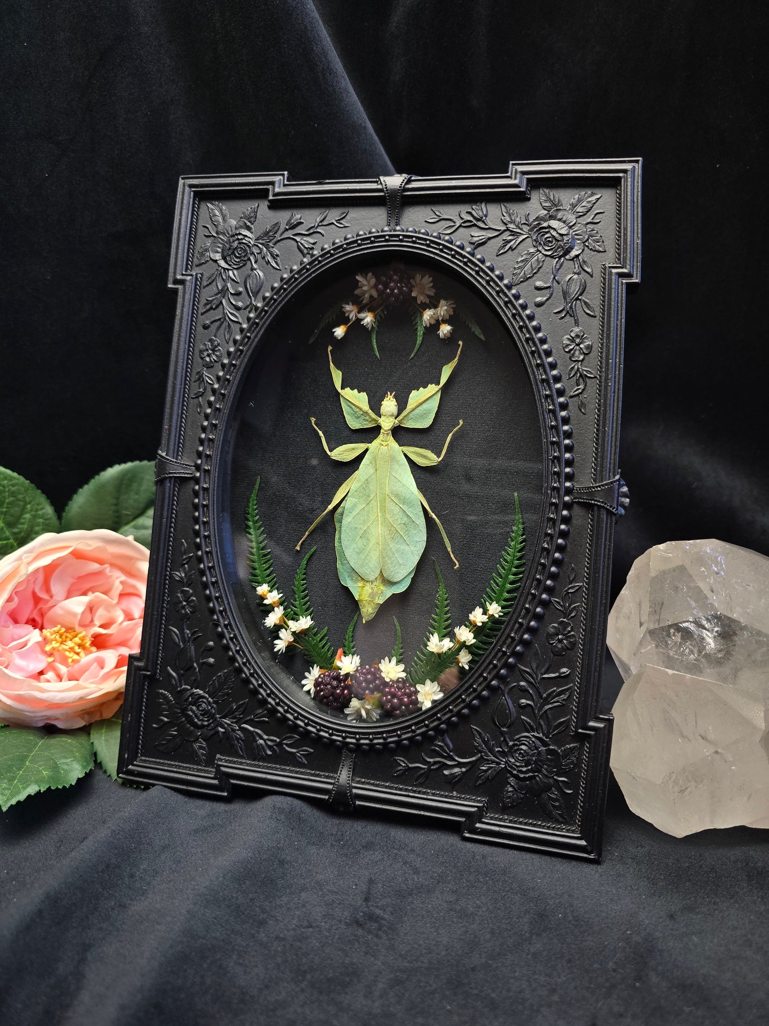 Phyllium pulchrifolium leaf insect specimen in ornate gothic frame with dried flowers
