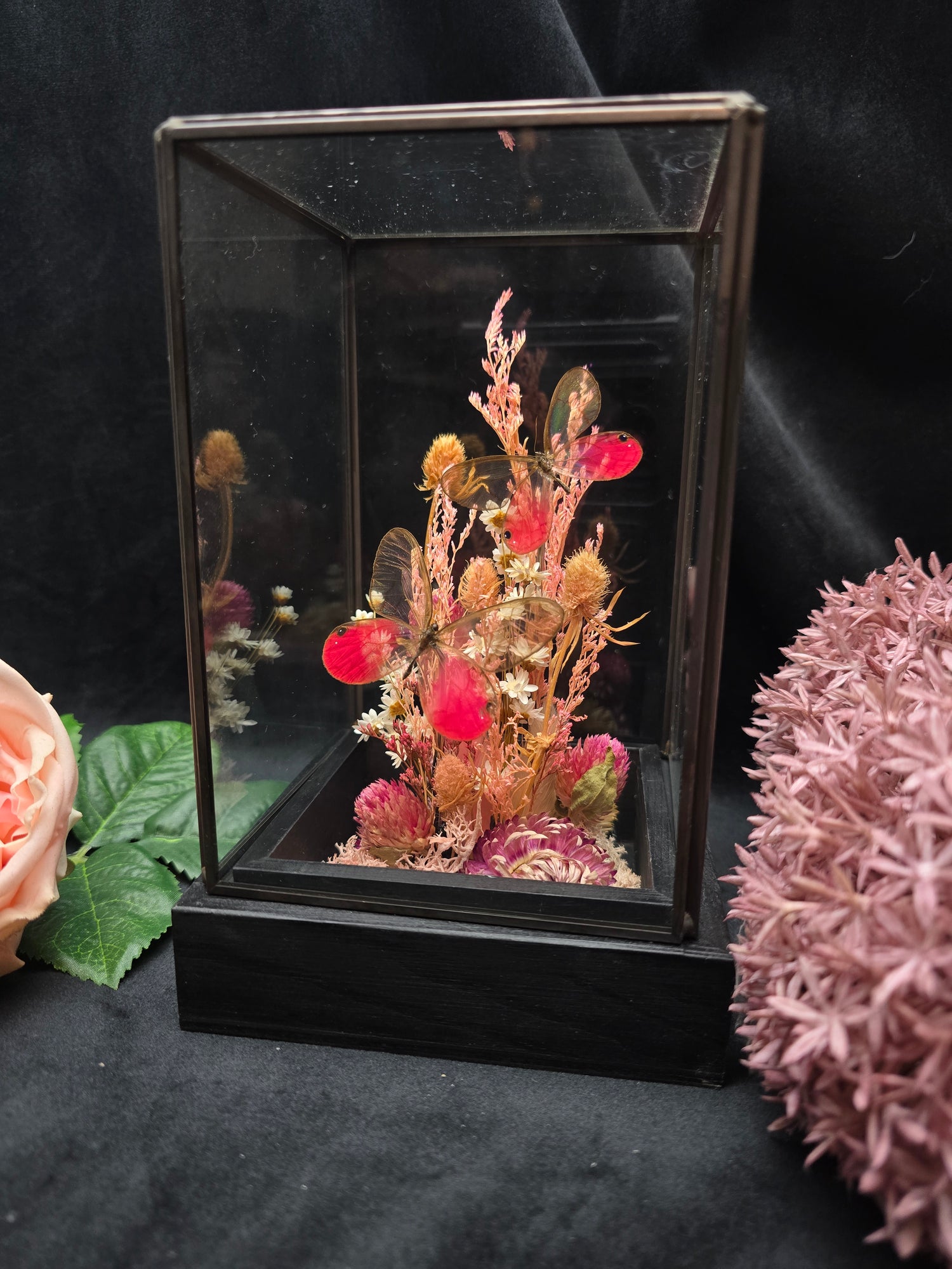 Präparierter Schmetterling Cithaerias Aurorina in Glasglocke mit getrockneten Blumen