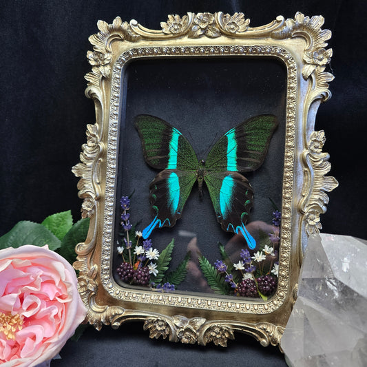 Rechteckiger goldener Bilderrahmen mit präpariertem Schmetterling und Blumenarrangement