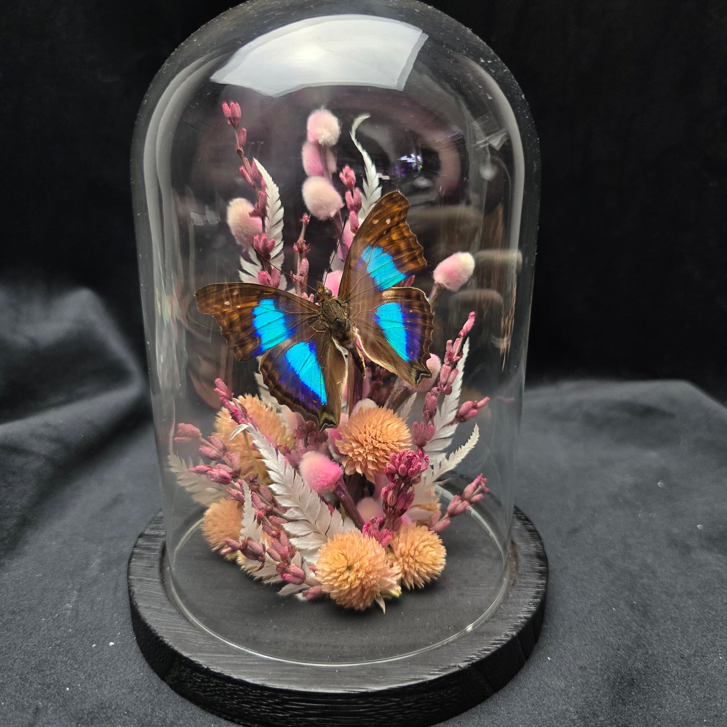 Finest Obituaries | Butterfly in Glass Dome "Doxocopa Cherubina"